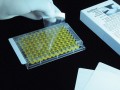 Excel Scientific SealPlate ELISA，EIA和微孔板 SealPlate片，100/包