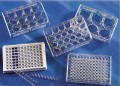 Costar 3506 6孔帶蓋的多個孔細胞培養(yǎng)板中，處理過的，無菌的，5/PK