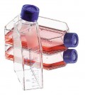 Thermo Scientific 136196 Nunc Nunclon細(xì)胞培養(yǎng)瓶，25平方厘米，頸部角度，過(guò)濾器蓋，無(wú)菌